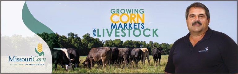 growing corn markets with livestock